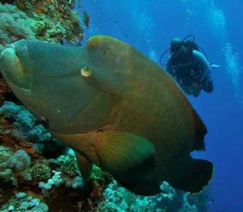 Ras Mohammed diving by land — photo 5