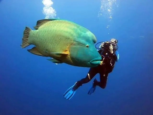 Ras Mohammed diving by land — photo 6