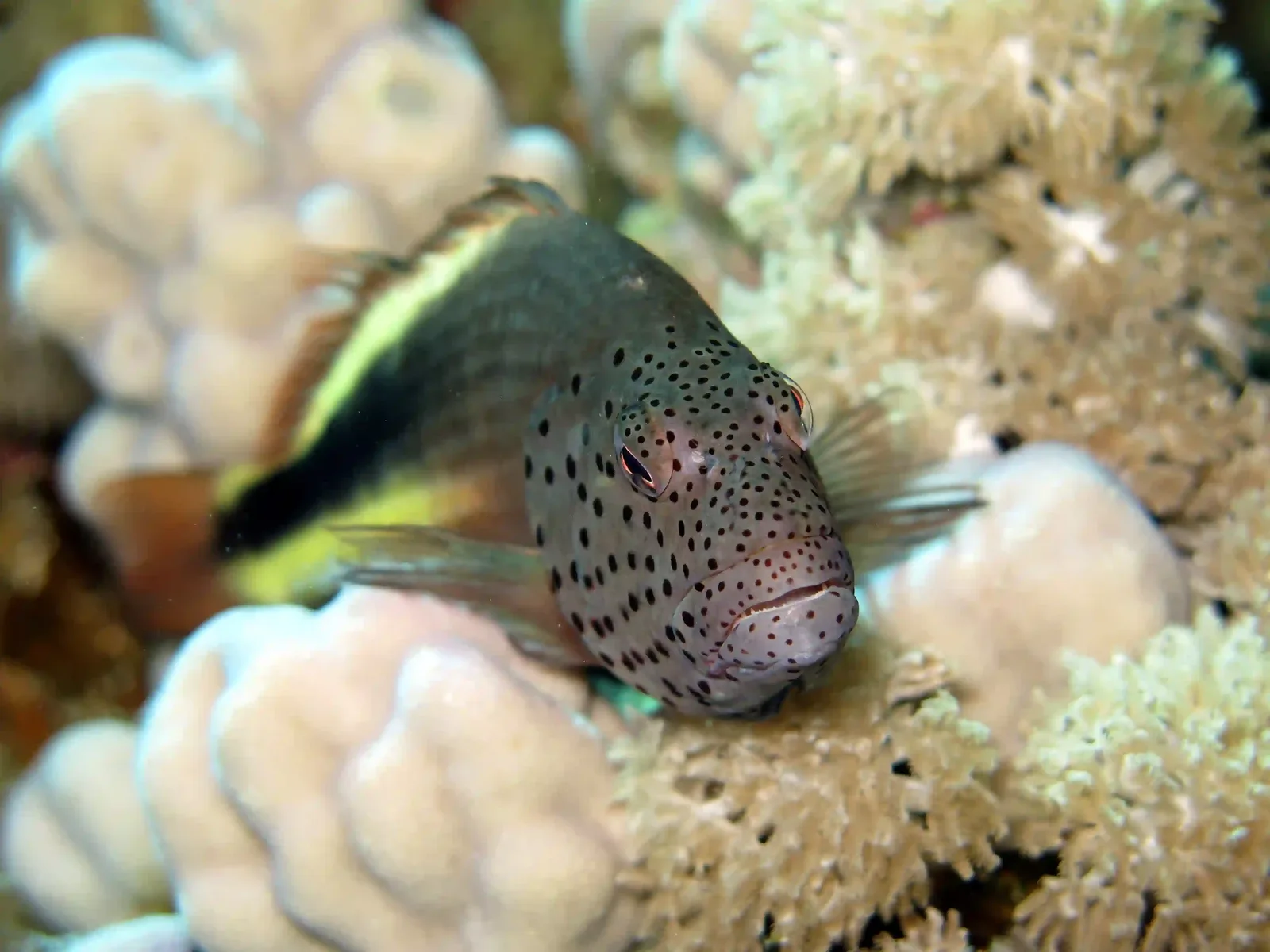 Ras Mohammed diving by land — photo 8