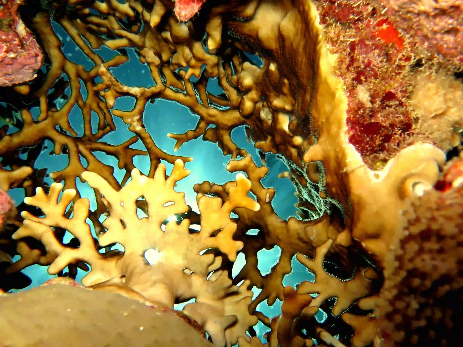 Ras Mohammed diving by land — photo 9