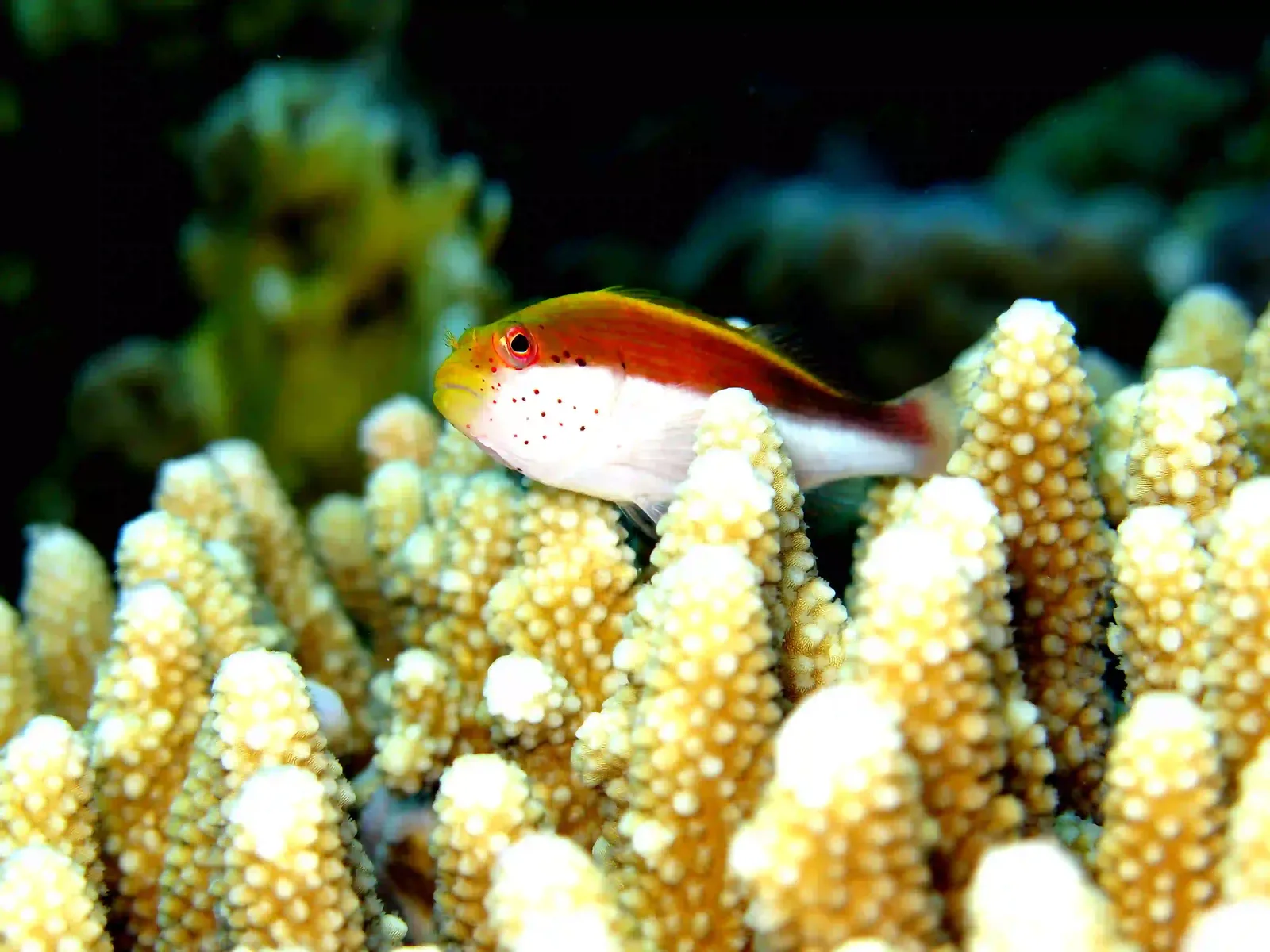 Ras Mohammed diving by land — photo 10