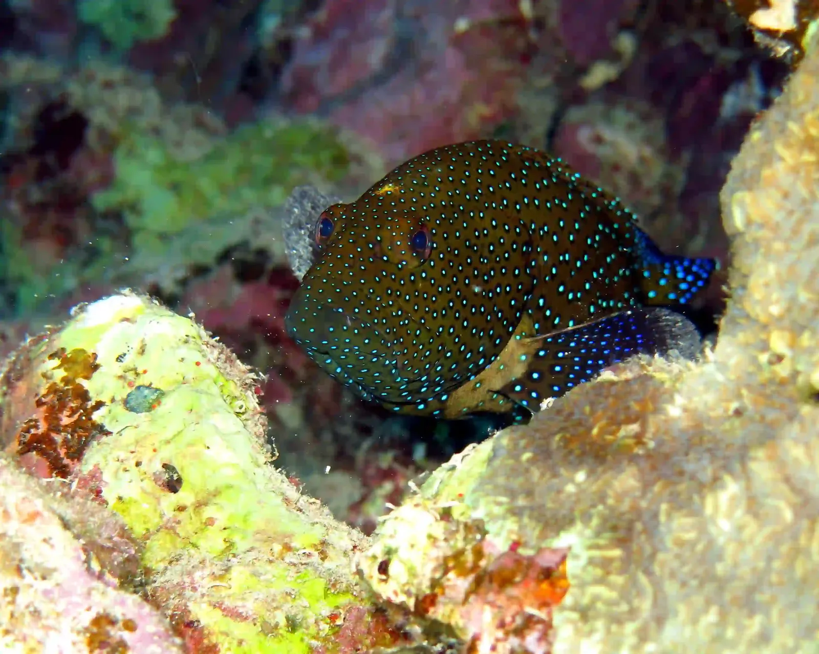 Ras Mohammed diving by land — photo 11