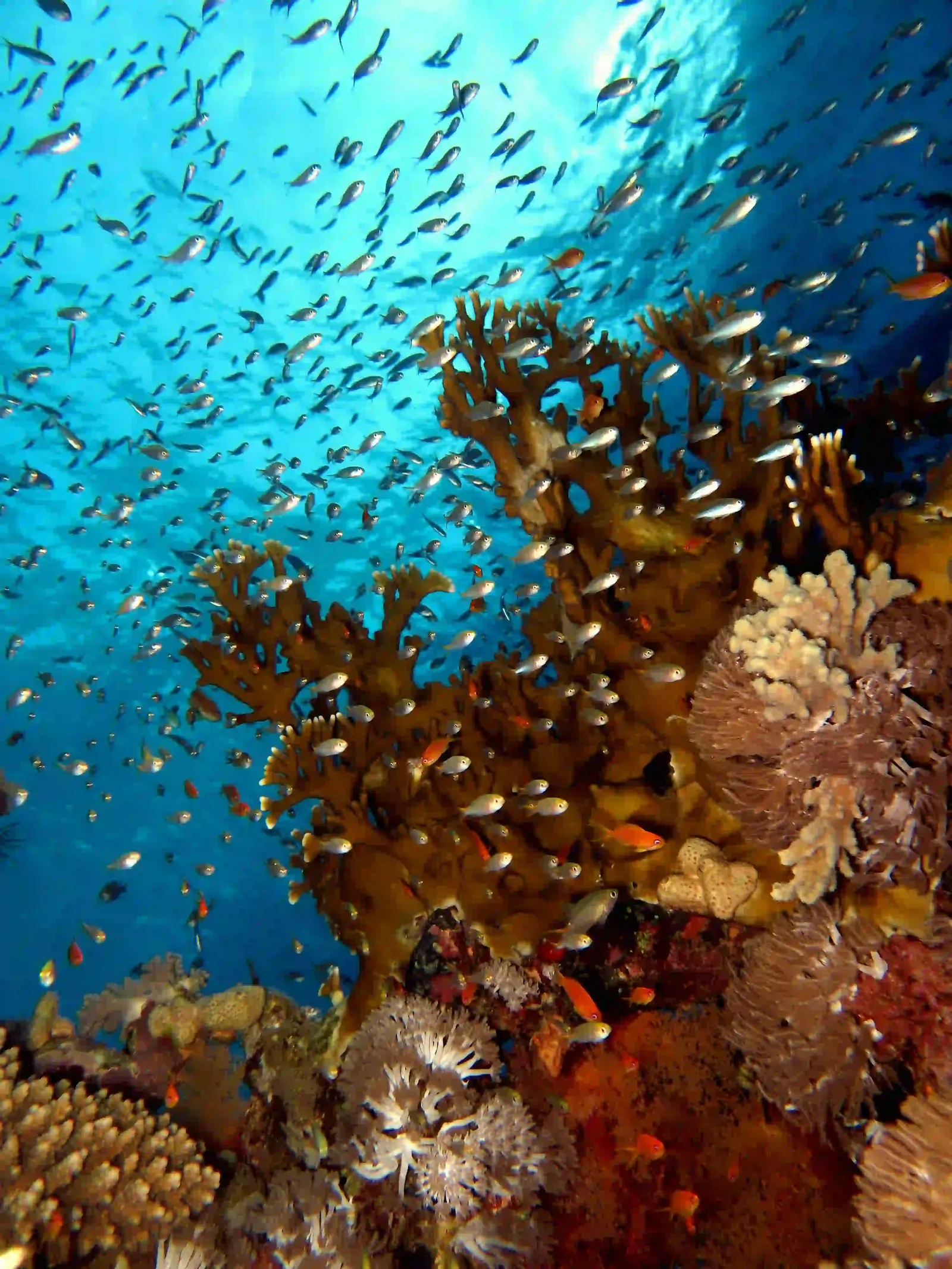 Ras Mohammed diving by land — photo 12