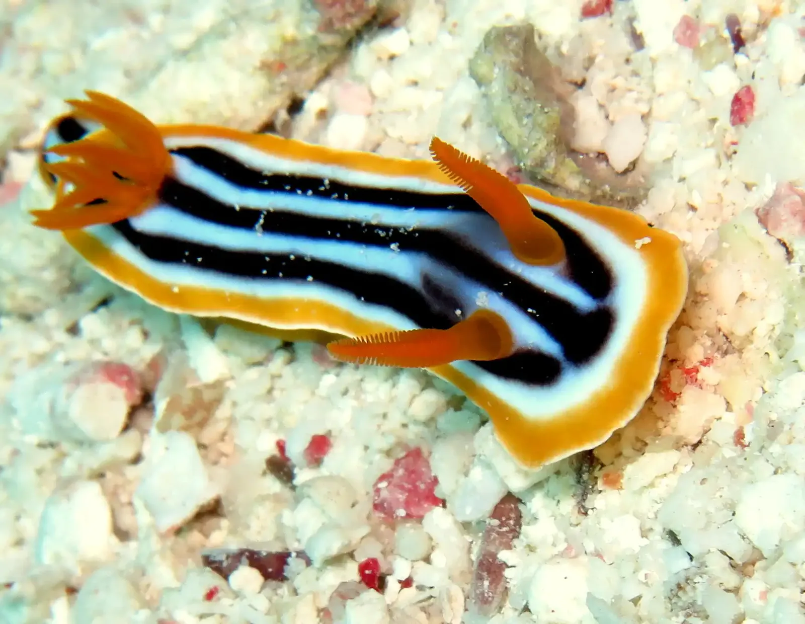 Ras Mohammed diving by land — photo 13