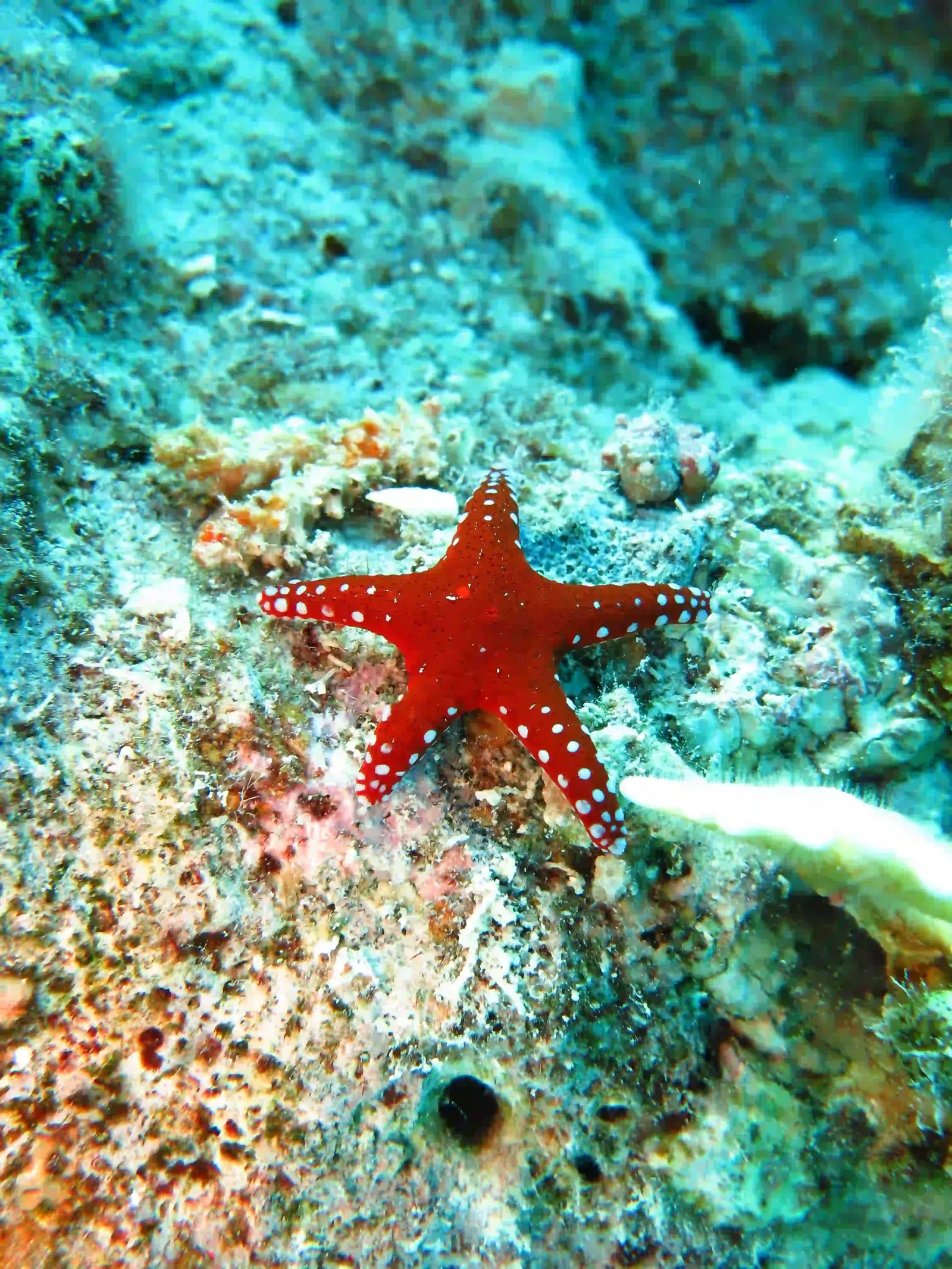 Ras Mohammed diving by land — photo 14