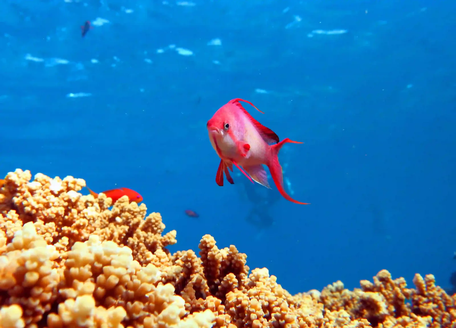 Ras Mohammed diving by land — photo 16