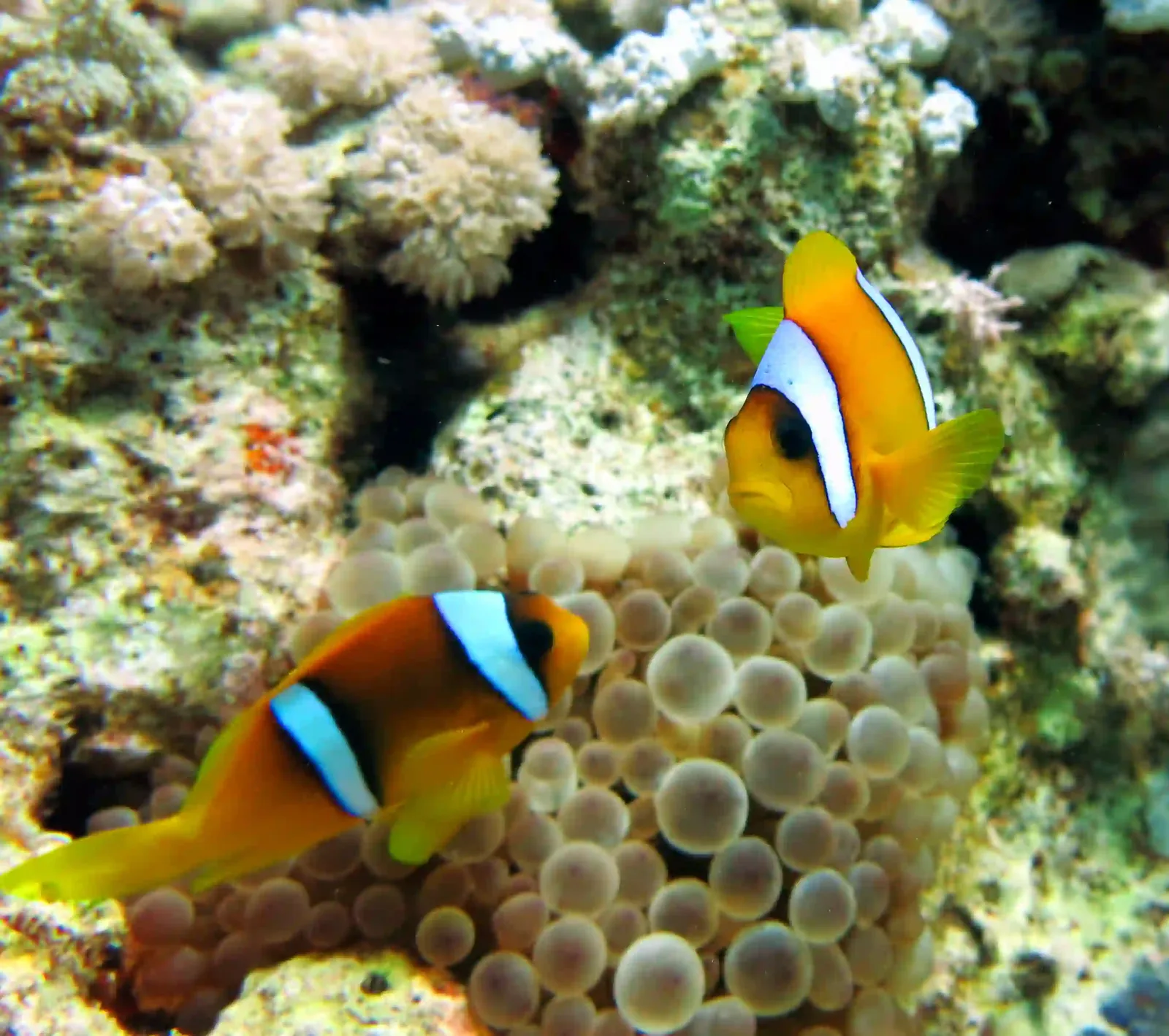 Ras Mohammed diving by land — photo 17