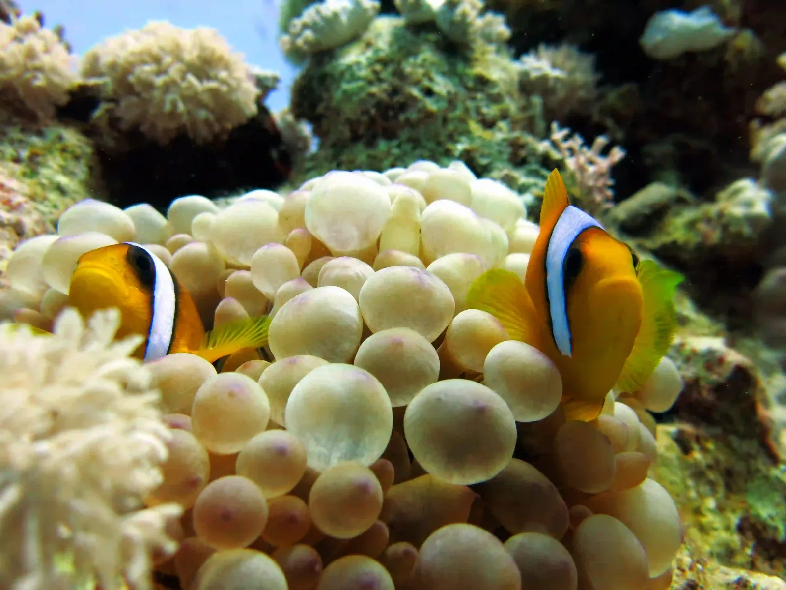 Ras Mohammed diving by land — photo 18