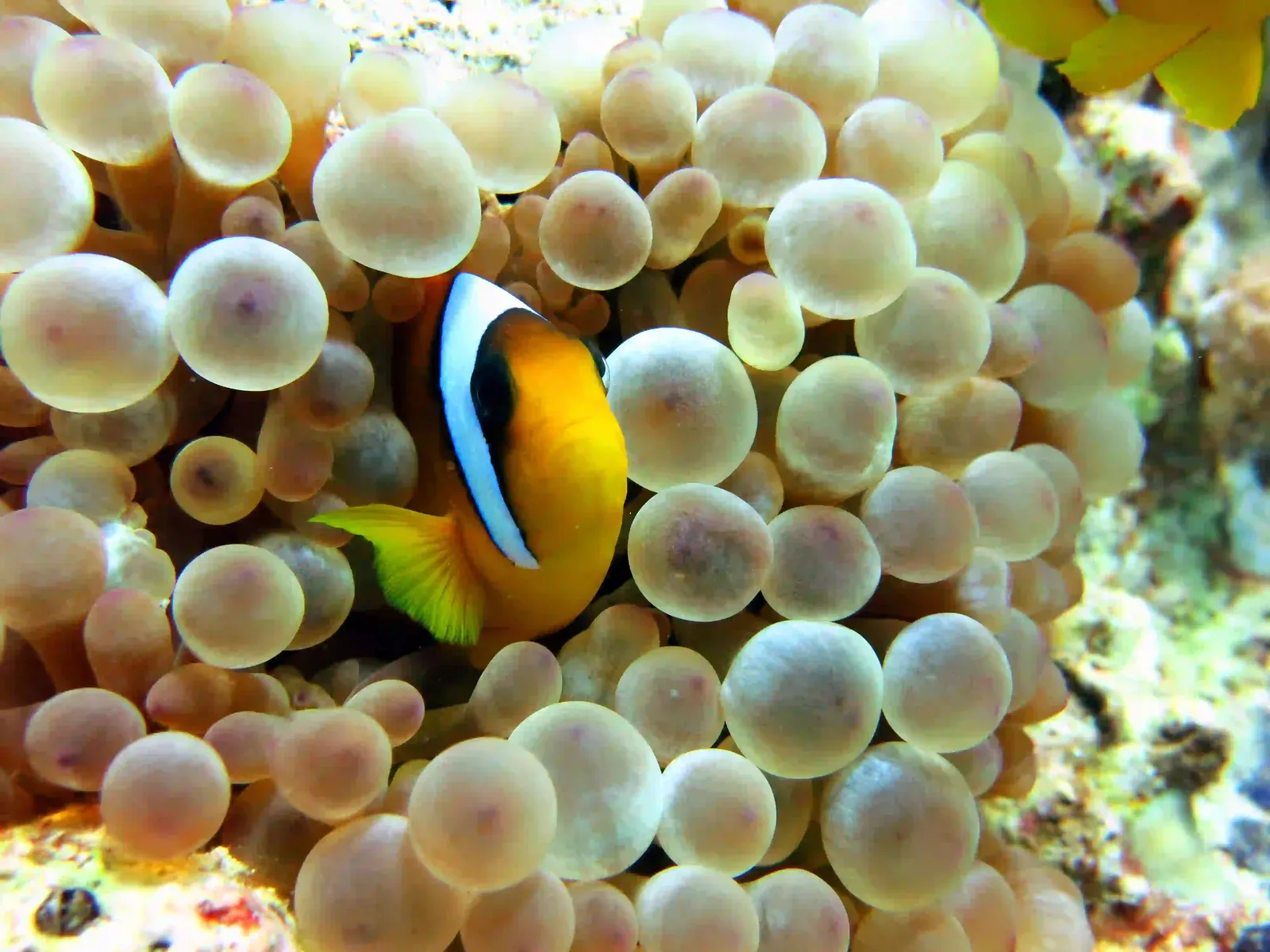 Ras Mohammed diving by land — photo 19