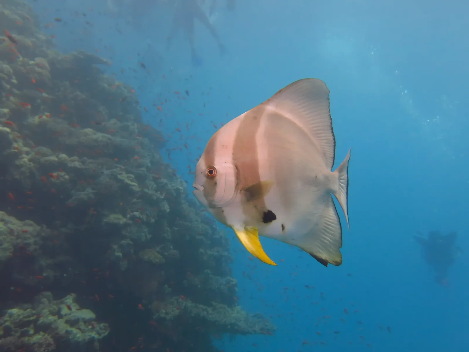 Ras Mohammed diving by land — photo 20