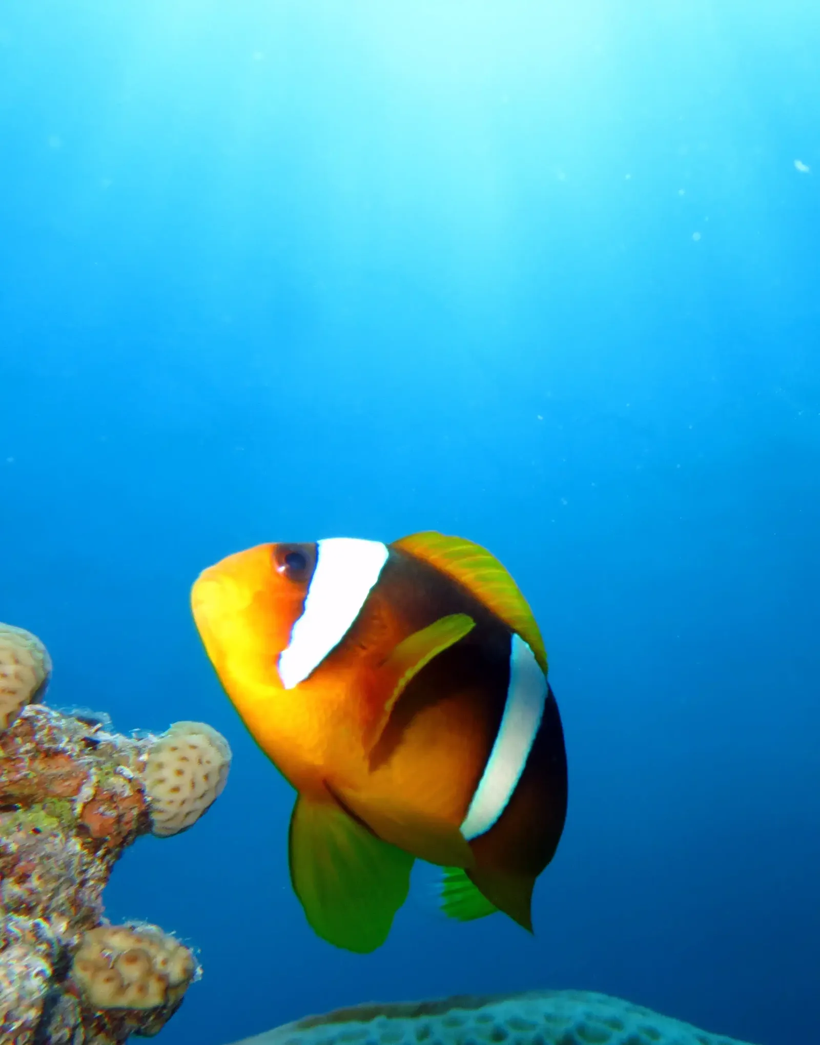 Ras Mohammed diving by land — photo 22
