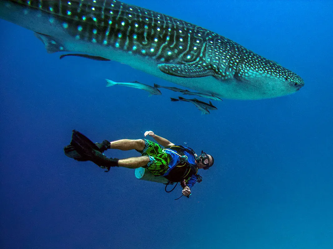 Ras Mohammed diving by land — photo 23