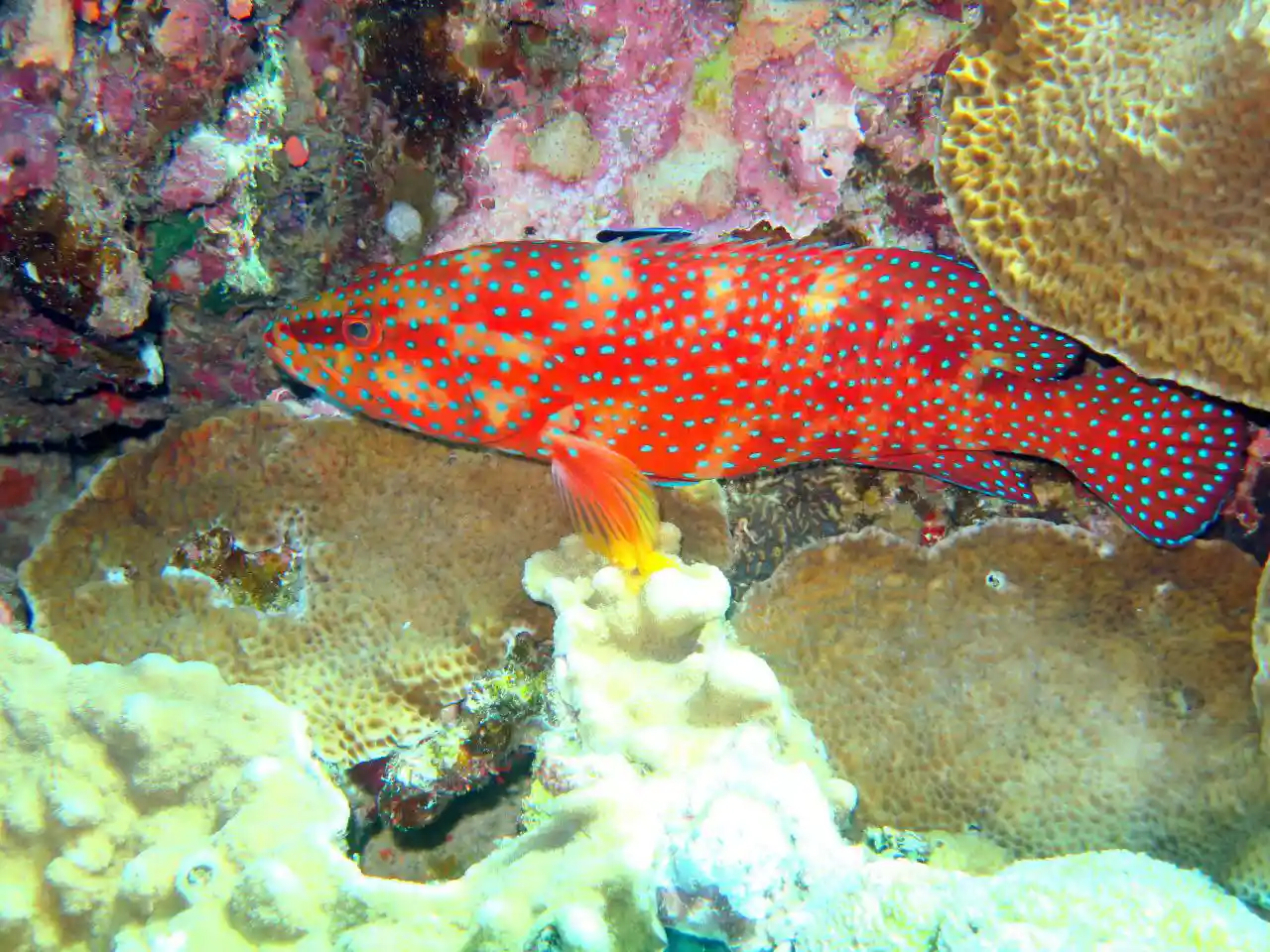 Ras Mohammed diving by land — photo 24