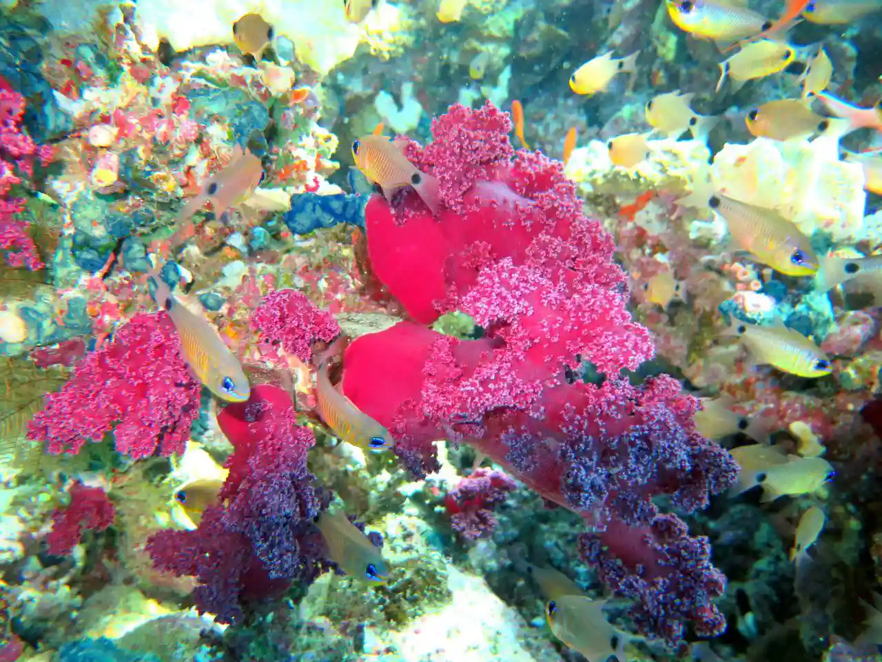 Ras Mohammed diving by land — photo 25