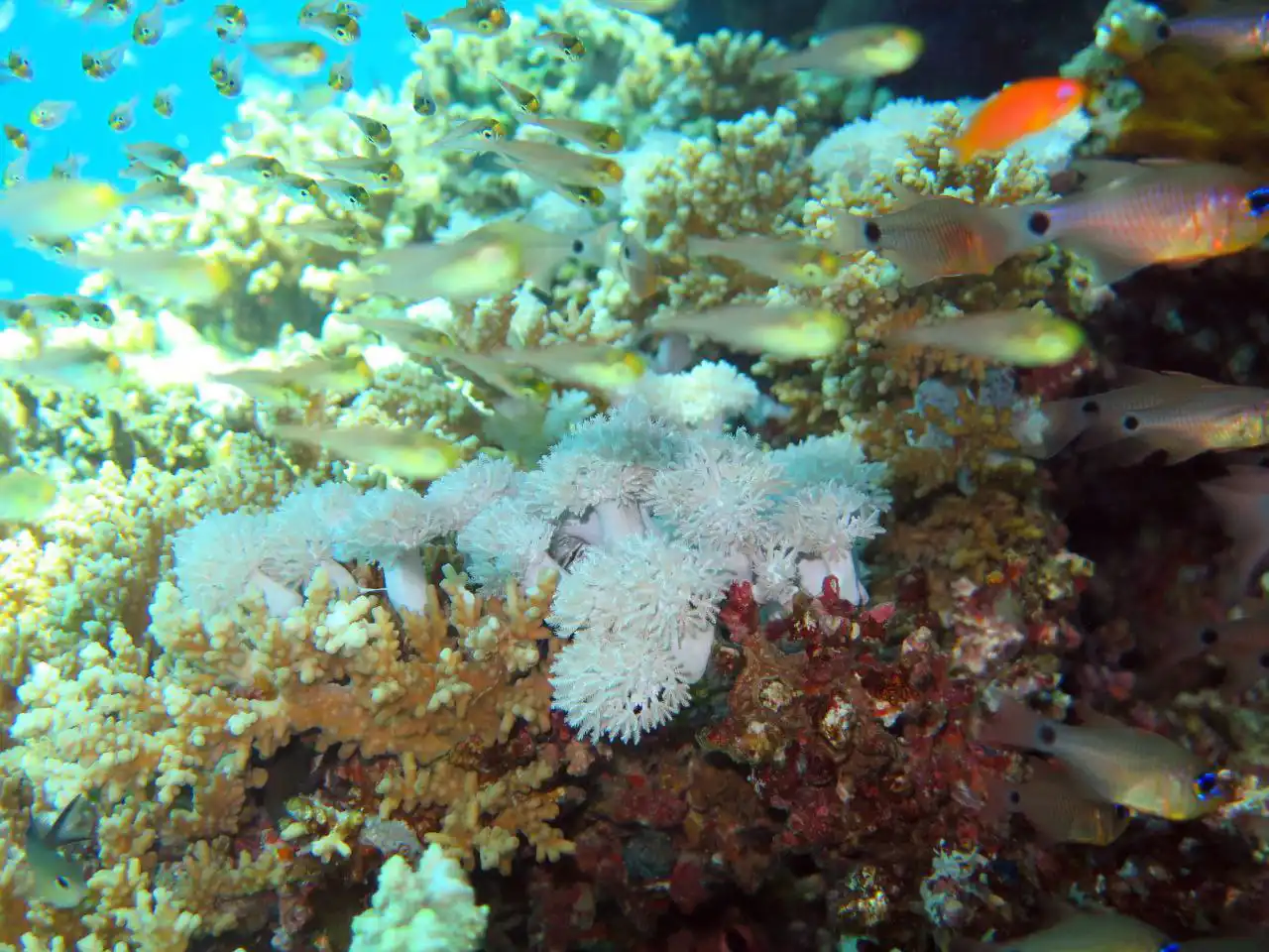 Ras Mohammed diving by land — photo 26