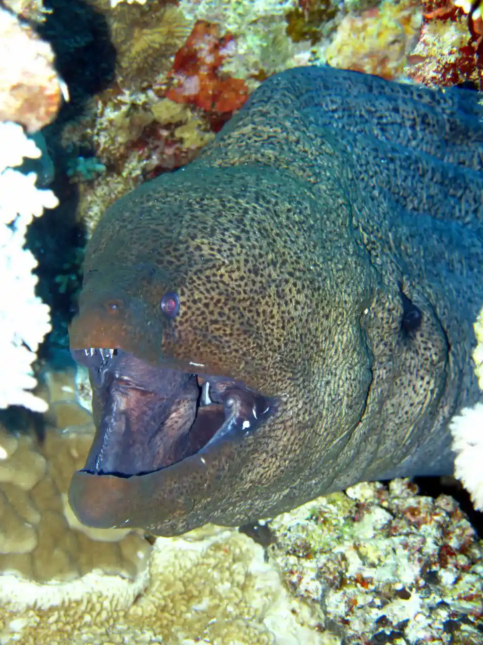 Ras Mohammed diving by land — photo 27