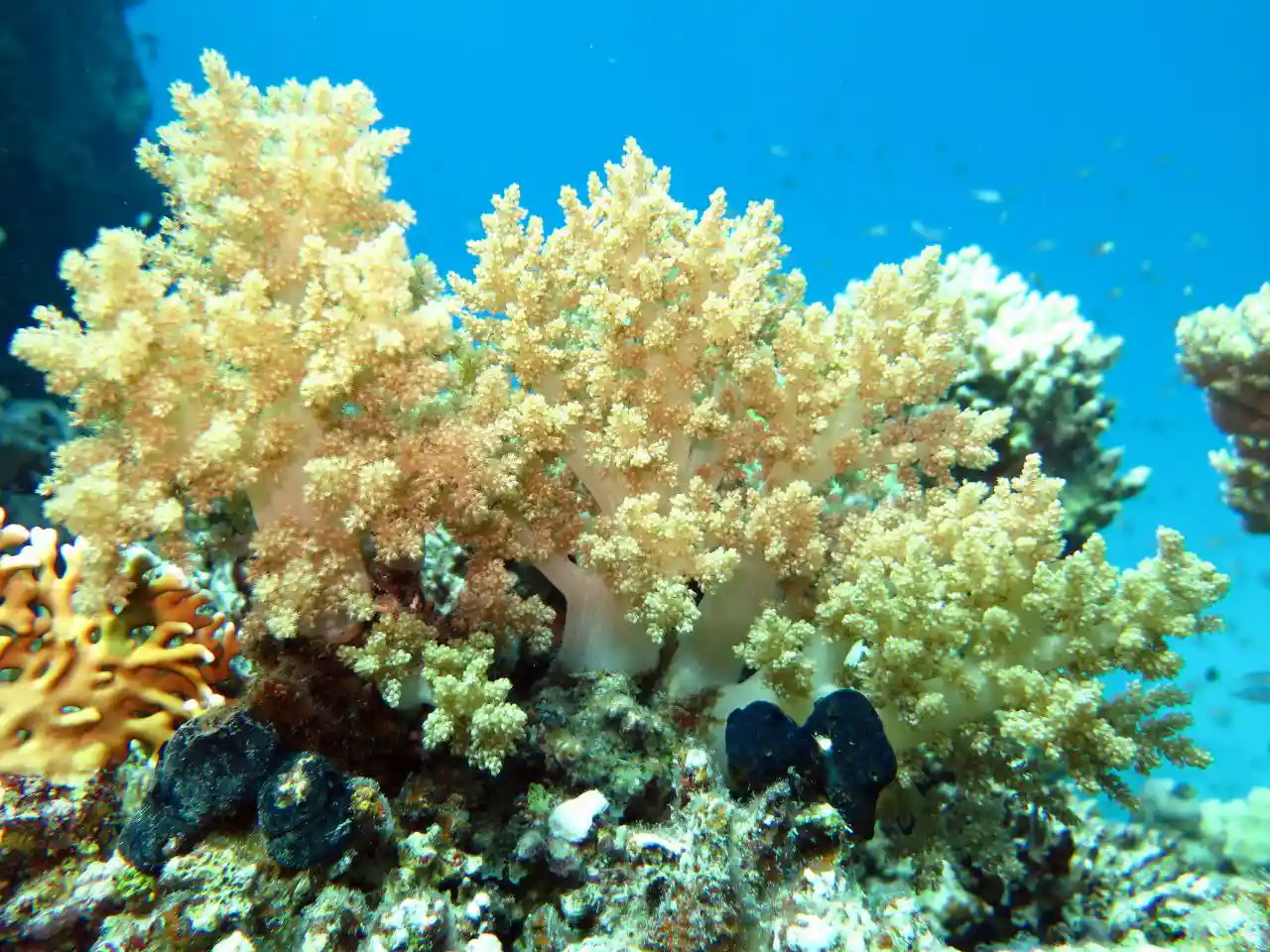 Ras Mohammed diving by land — photo 28