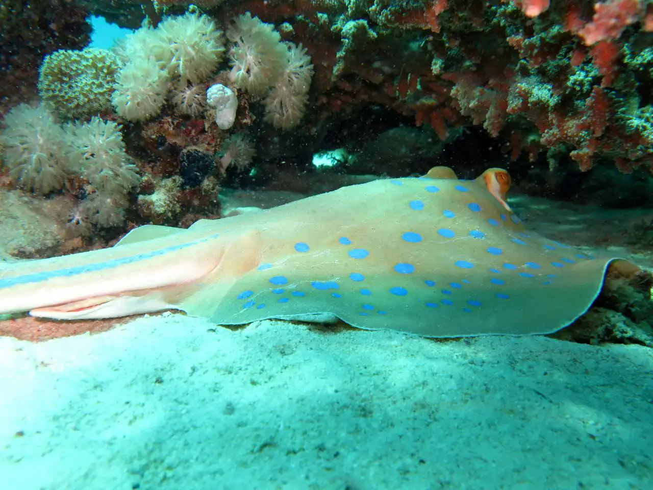 Ras Mohammed diving by land — photo 29