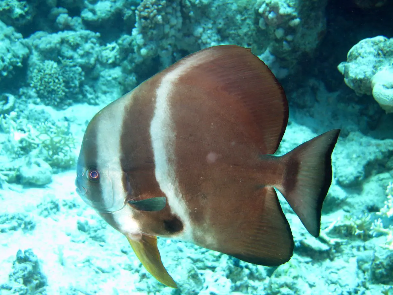 Ras Mohammed diving by land — photo 30