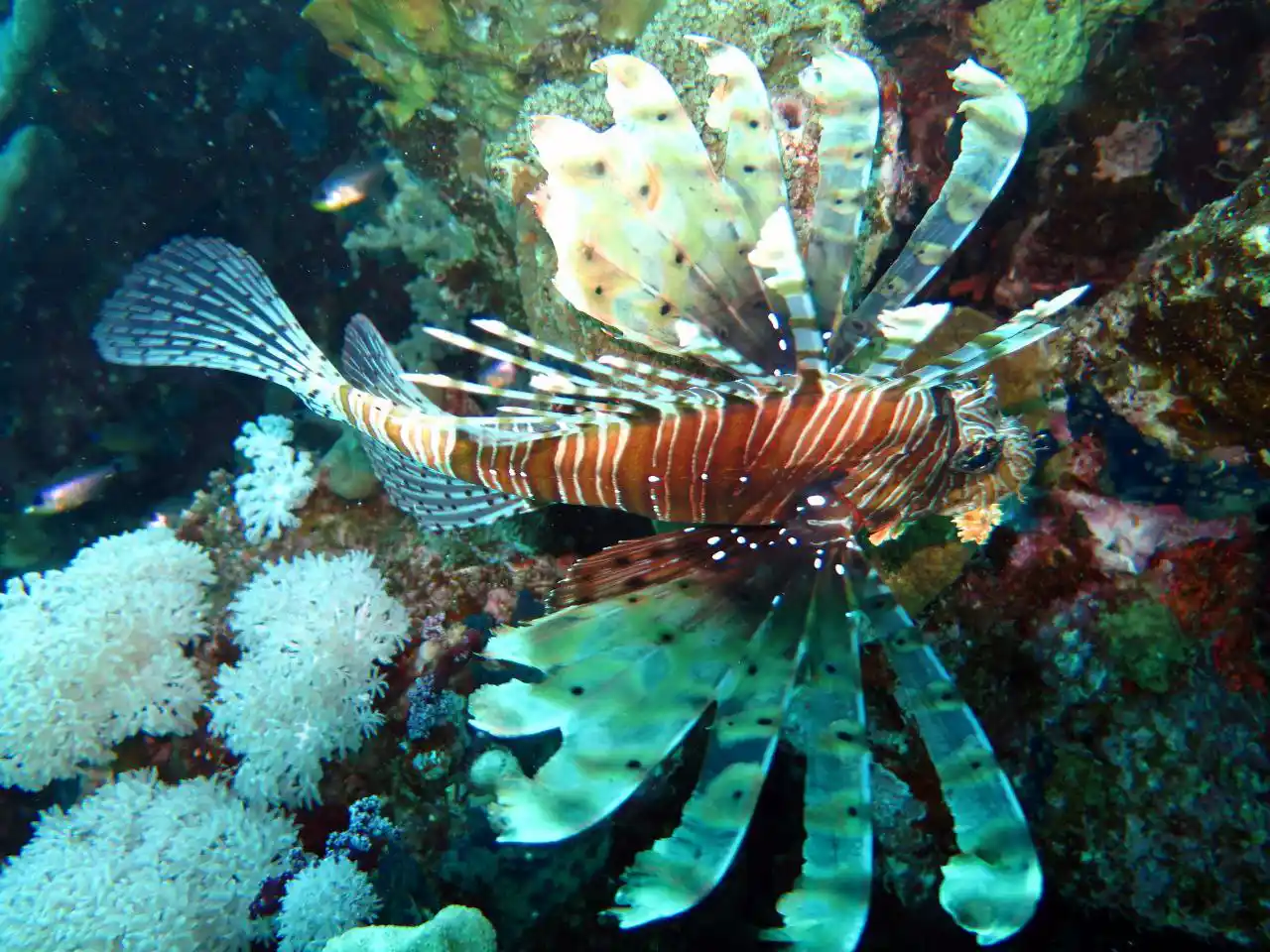 Ras Mohammed diving by land — photo 31
