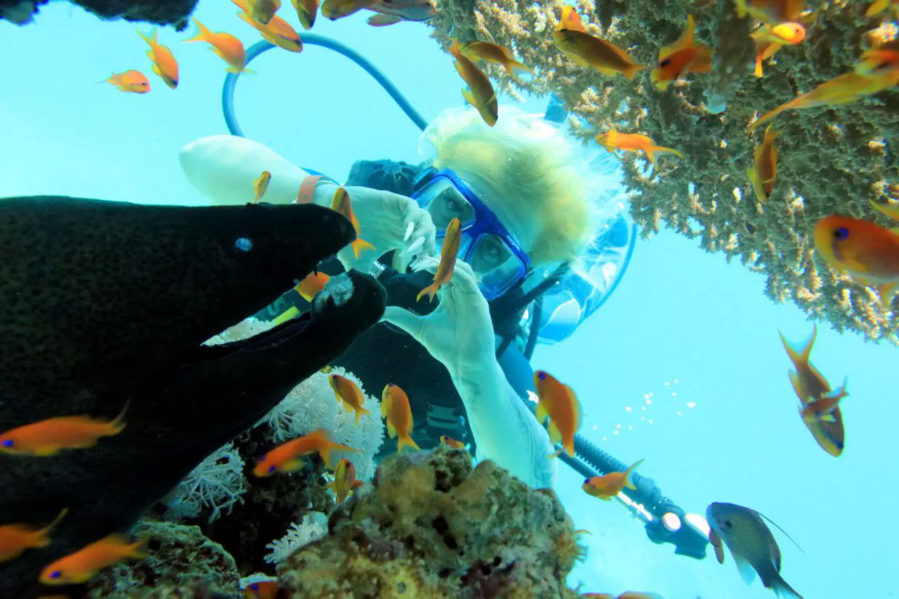 Ras Mohammed diving by land — photo 32