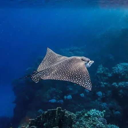 Ras Mohammed diving by land — photo 33