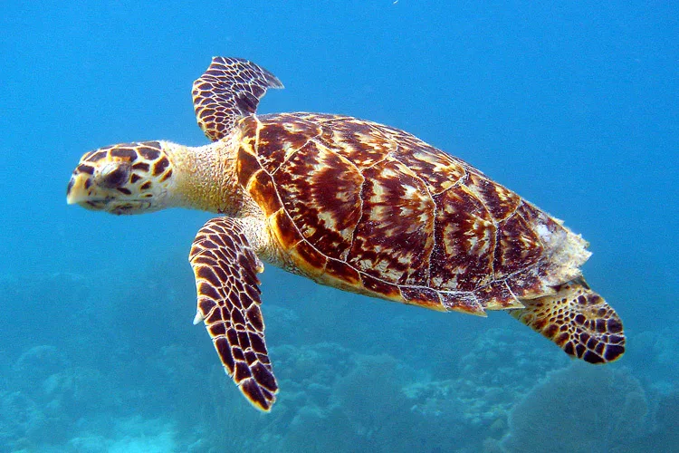 Ras Mohammed diving by land — photo 34