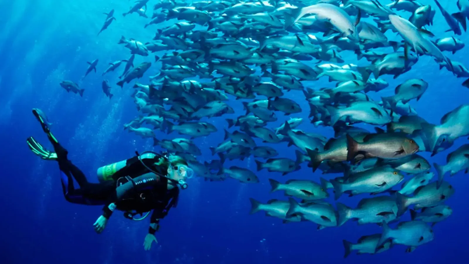 Straits of Tiran diving trip — photo 9