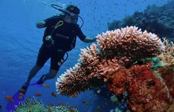 Ras Mohammed Diving by Boat — photo 13