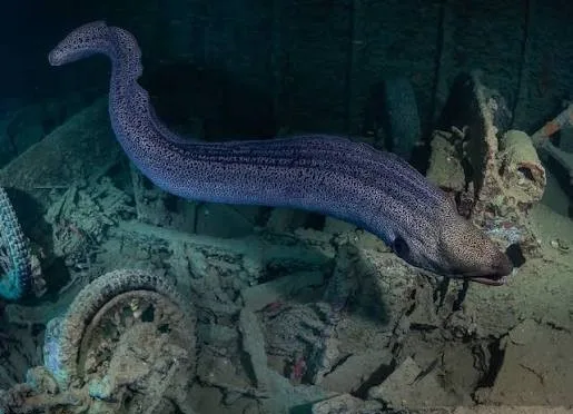 SS Thistlegorm wreck diving — photo 24