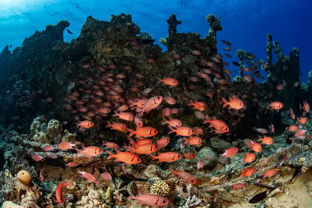 SS Thistlegorm wreck diving — photo 28